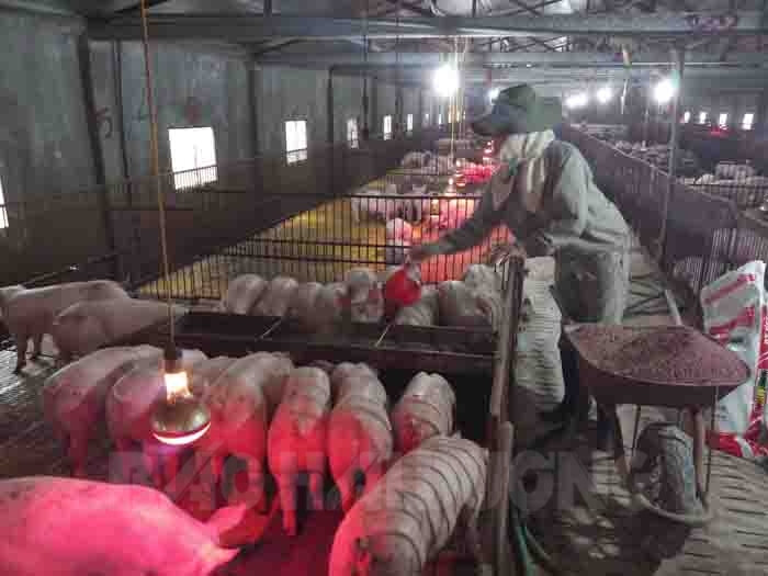 Tu Ky has 13 livestock farms certified by VietGAP